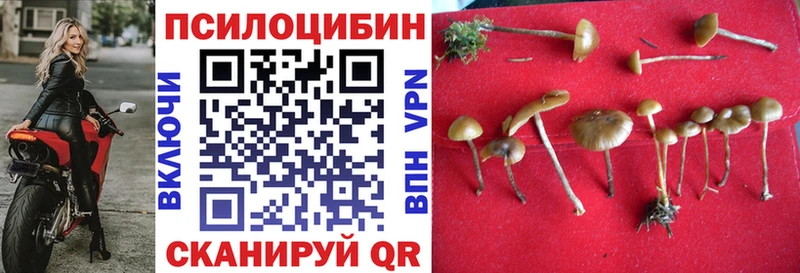 Купить закладки  Мглин  Галлюциногенные грибы Psilocybe 